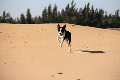 “独立开发拥护者”吉田修平获英国电影学院奖终身成就